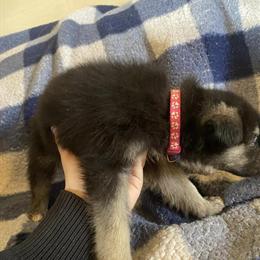 Australian Shepherd Mix Puppies Available for Adoption in Greeneville, tn