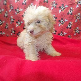 Aussiepoo Carmel - Sweet Male Ready for a Loving Home in Paterson, nj