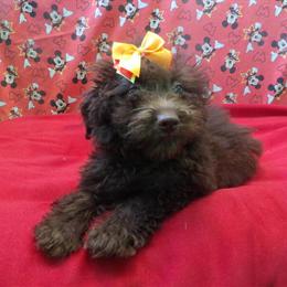Aussiepoo Snow - Chocolate Female Ready for a Loving Home in Paterson, nj