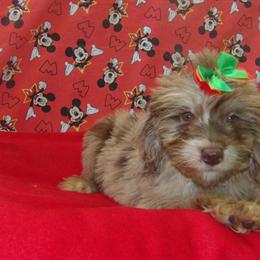 Aussiepoo Female Available - Chocolate Coat in Paterson, nj