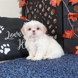 Gorgeous ACA Registered Female Shih Tzu Puppy Ready for a New Home in Mount Vernon, oh