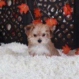 Tiny Female Yochon Puppy Looking for a Forever Home in Mount Vernon, oh