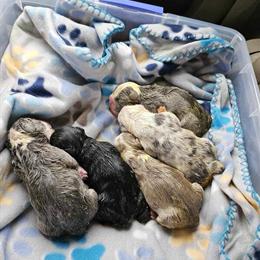 English Bulldog Champion Shotta Available for Stud in Raeford, nc