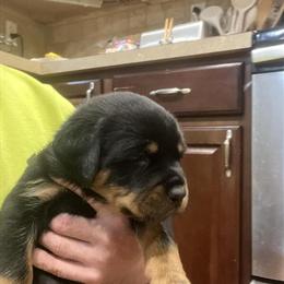 Rottweiler Puppies Available in Roseville, mi