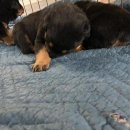 Rottweiler puppies available for Christmas - 3 males and 2 females in Roseville, mi