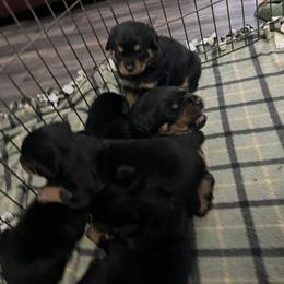 Rottweiler puppies available for $1200 with first shots in Roseville, mi