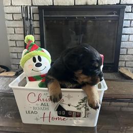 Rottweiler Puppies Available in Roseville, mi