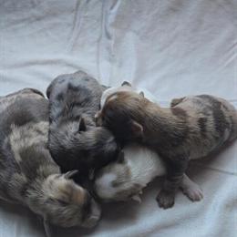 Rare Merle Yorkshire Terriers Available Now in Eastover, sc