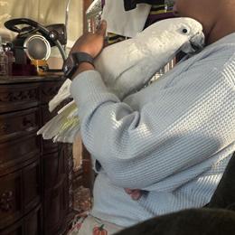 Male Umbrella Cockatoo Seeking Forever Home in Evansville, in