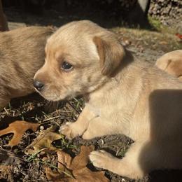Labrador Retrievers - AKC Registered Puppies Available in Santa Ana, ca