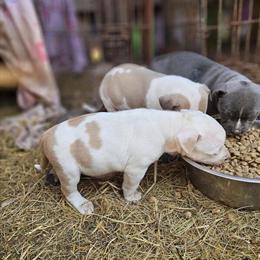 Female Puppies Ready for Adoption in Ashburn, va