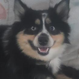 Pomsky named Joker looking for a loving home in Romeo, mi