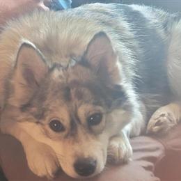 Pomsky dog for rehoming due to family illness in Romeo, mi