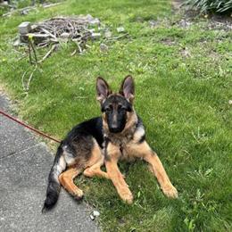 German Shepherd Puppy for Rehoming in Niagara Falls, ny