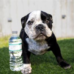 Micro Bully - 5 Months Old, ABR Registered in Tampa, fl