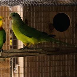 Superb Parrot Pair Ready to Breed in Los Angeles, ca