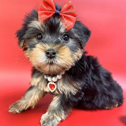 Yorkshire Terrier Puppies Ready for New Homes in New York in Brooklyn, ny