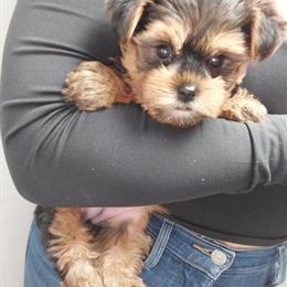 Yorkshire Terrier Puppies Available in New York and New Jersey in Brooklyn, ny