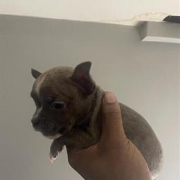 Merle Bully Puppies for Sale in Louisville, ky