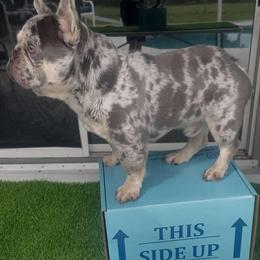Merle French Bulldog Stud Available in Port Saint Lucie, fl