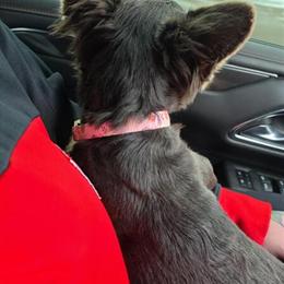 Lilac Tri French Bulldog Female - AKC Registered in Flint, mi