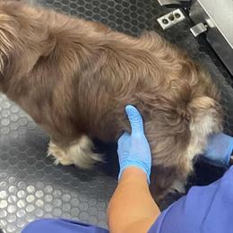 French Bulldog Fluffy Stud Available in Florida in Port Saint Lucie, fl