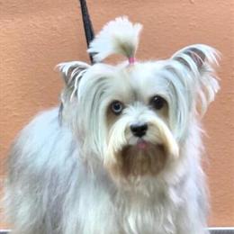 Yorkshire Terrier Merle with Blue Eyes Available in Phoenix, az