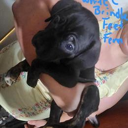 Cane Corso Puppies Available in Sturgis, ky