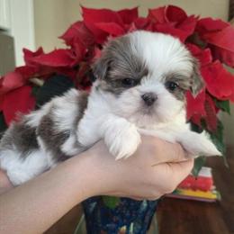 Imperial Shih Tzu Puppies for Pet Homes Only in Owatonna, mn
