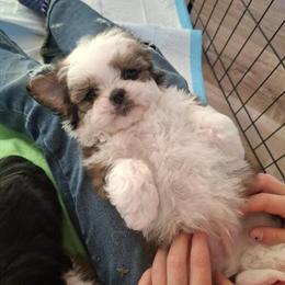 Shihpoo Puppies Available for Meeting on January 2nd in Owatonna, mn