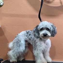 Merle Blue Toy Poodle Available for Breeding in Phoenix, az
