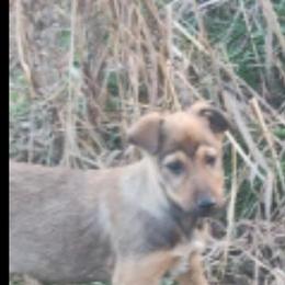 Labrador Puppies and Border Aussie Mix Available in Cincinnati, oh