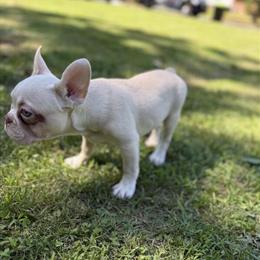 Female Platinum French Bulldog Available for Rehome in Atlanta, ga