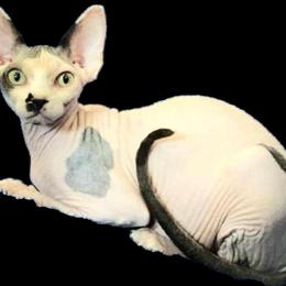 Male Sphynx Cat Available for Rehoming in Granger, in