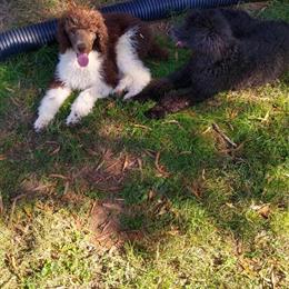 Standard Poodle - 4 Year Old Female Available in Charlotte, nc