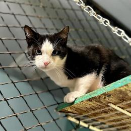 Lykoi Carrier Topaz DBE Stud for Trade in Columbus, oh