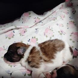 Shih Tzu and Pomeranian Mix Puppies Available in Detroit, mi