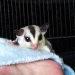 Sugar Gliders for Sale in Kaufman, Texas in Kaufman, tx