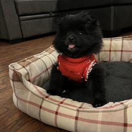 Female Pomeranian Puppy Available in Wyandotte, mi