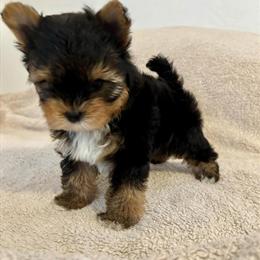 Teacup Male Yorkshire Terrier Available in Detroit, mi