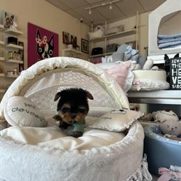 Teacup Female Yorkshire Terrier Puppy Bella in Detroit, mi