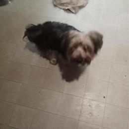 Yorkshire Terrier Female Puppy Ready for a Loving Home in Saratoga Springs, ny