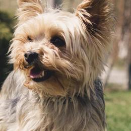 Yorkie Poo Puppies Available for Early Christmas Gift in Waverly, oh