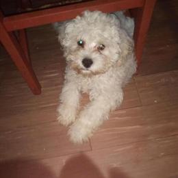 Maltese Female Puppy - Trained and Healthy in Saratoga Springs, ny