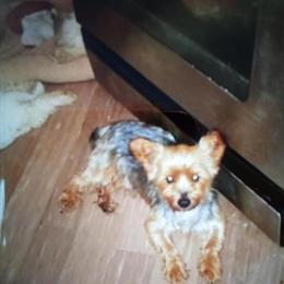 Yorkshire Terrier Male Puppy Ready for a Loving Home in Saratoga Springs, ny