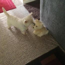 West Highland Terrier - 3 Years Old Female in Circleville, oh