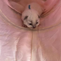 Ragdoll Kitten Available - Male Blue Point, Ready at 8 Weeks in Lancaster, pa