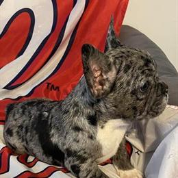 8 Weeks Old French Bulldog Puppies Ready for Loving Homes in DC in Washington, dc
