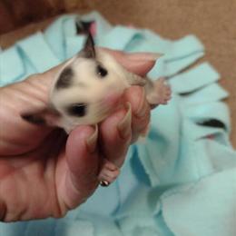 Sugar Glider Baby Boy - White Mosaic Looking for a Forever Home in Gulfport, ms