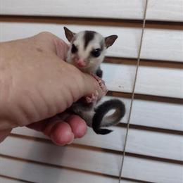 Sugar Glider Baby Girl - White Face Platinum in Gulfport, ms